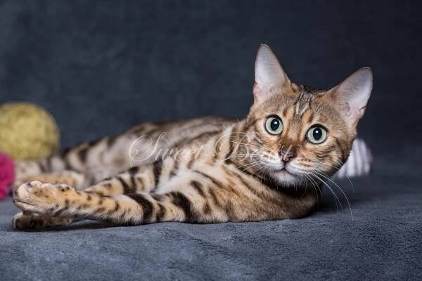 Sweet-beast.com | Bengal | Ch.FIFE Big Marshal, Cher