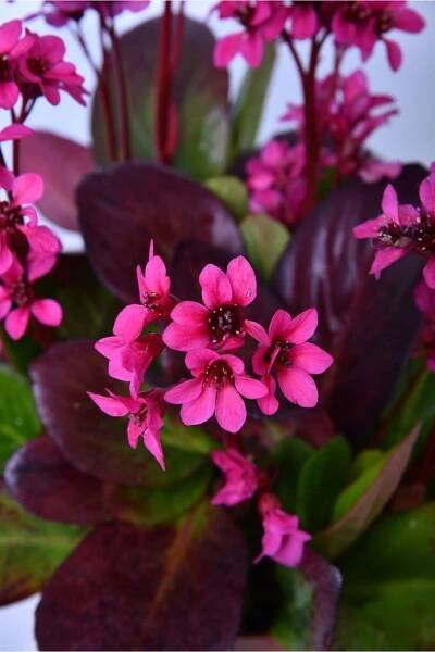 BERGENIA - badan - Lukon Glads s.r.o.