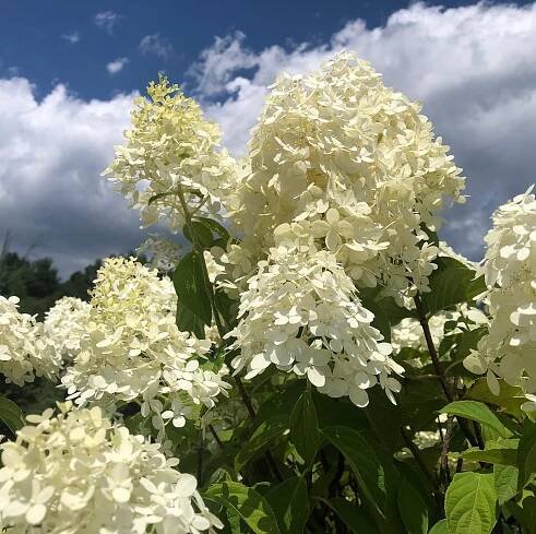 Hydrangea - Weston Nurseries