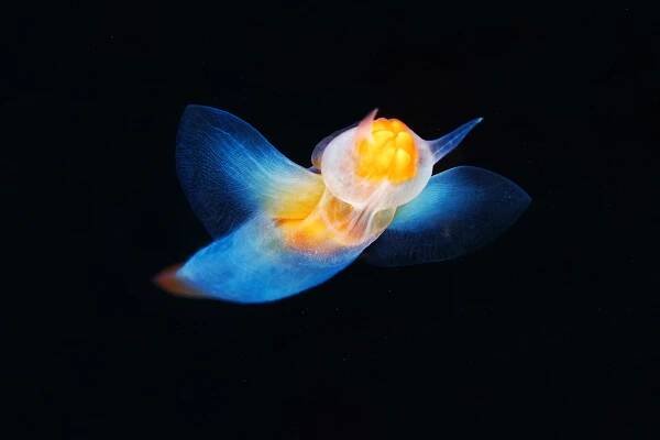 Merry Chris-Fish :: The Human Exception