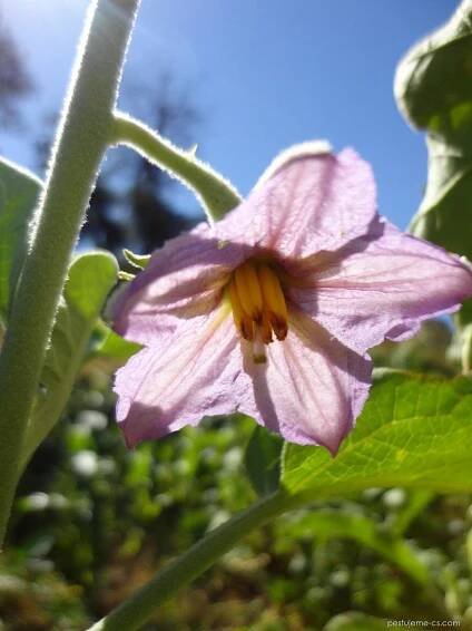 Lilek vejcoplodý (Solanum melongena)