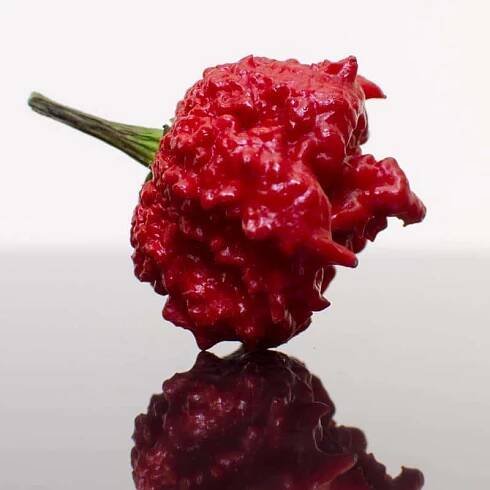 Gnarly Carolina Reaper Pod