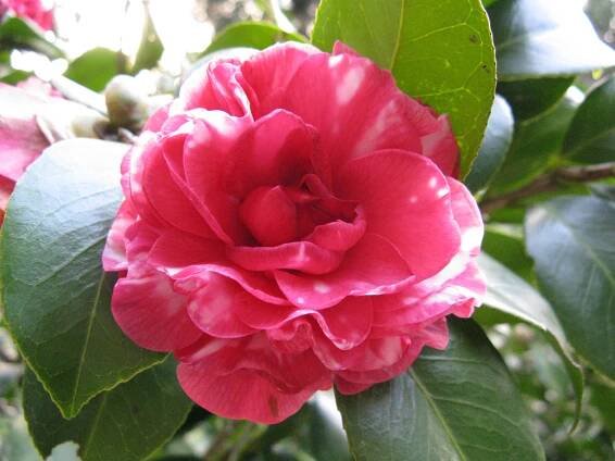 Camellia
