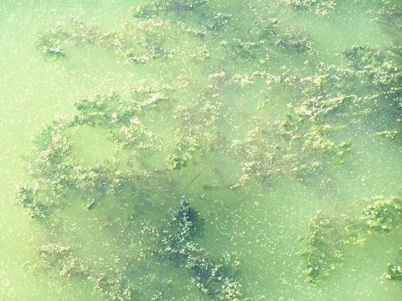 Algae-Blooms - 2010