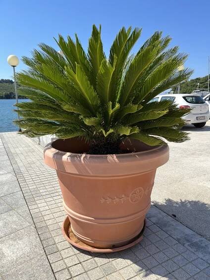 Cykas japonský, (Cycas revoluta)