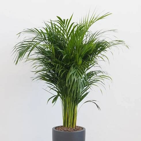 Areca Dypsis lutescens maxi