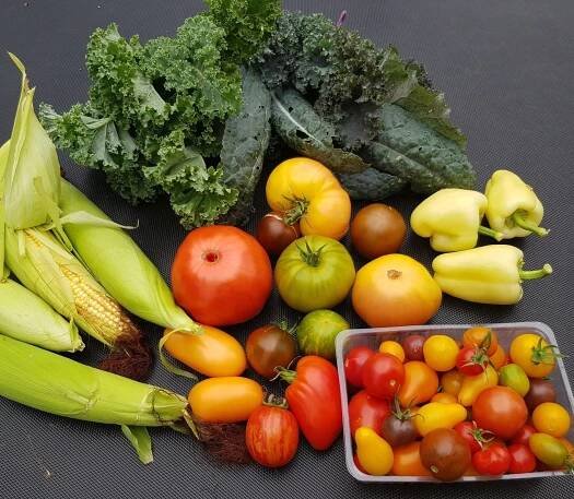 Od sazenice po ovoce: 7 tipů, jak si doma vypěstovat zeleninovou zahrádku od farmářské rodiny