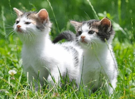 Cat Genetics 1.0: The Basics | Laboratoire de génétique vétérinaire