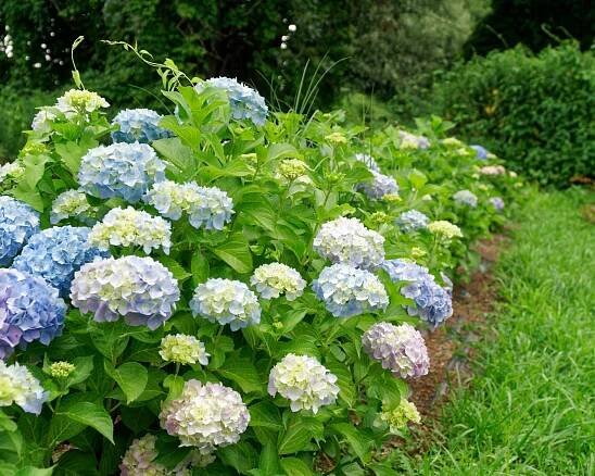 Border of yard landscaped with row of hydrangeas