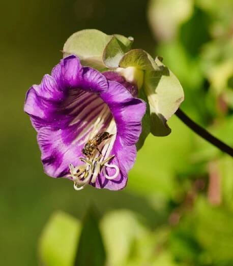 Vilec šplhavý fialový - Cobaea scandens - osivo vilce - 7 ks