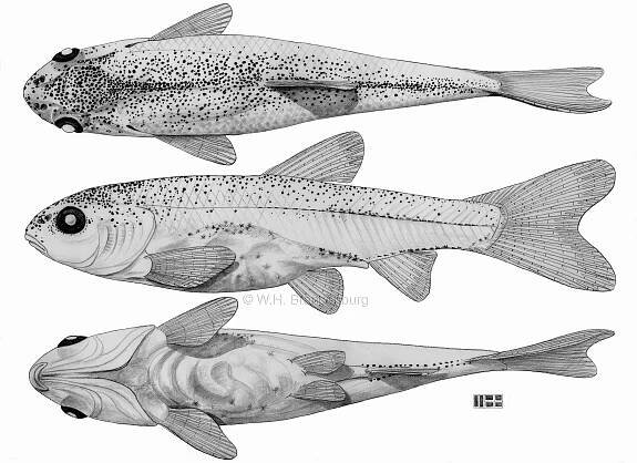 You are currently viewing Hybognathus placitus, juvenile