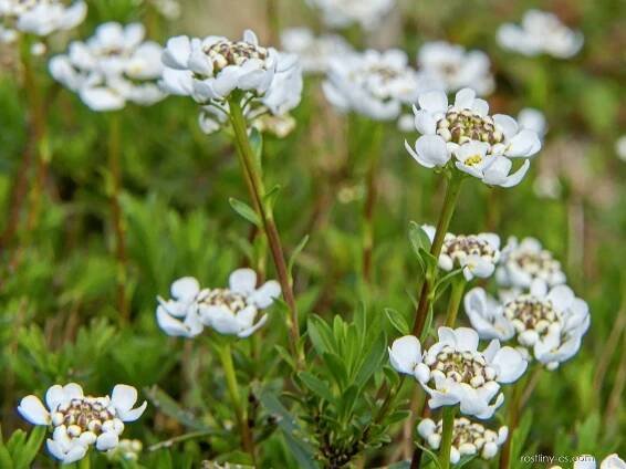 Iberka vždyzelená (Iberis sempervirens)