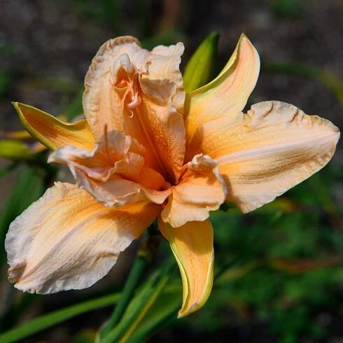 Hemerocallis 'Double Apricot' (Daylily)