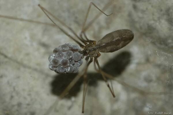 Česká arachnologická společnost - Rod: Pholcus → Čeleď: Pholcidae