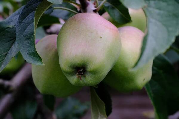 7Artisans 60mm f2.8 Macro MK II – Malte´s Photography