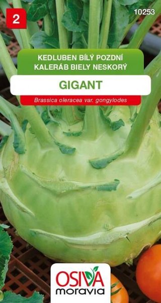Kedluben - Gigant