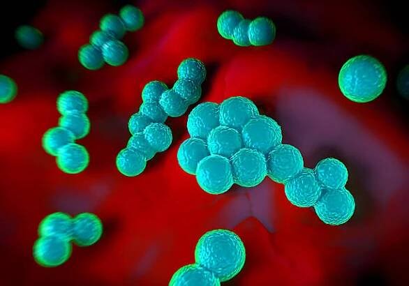 superbug bakterie nebo bakterie staphylococcus aureus (mrsa) - zlatý stafylokok - stock snímky, obrázky a fotky
