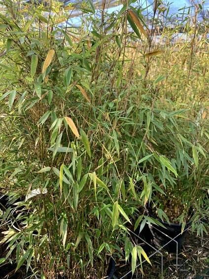Fargesia | RezO-Plant