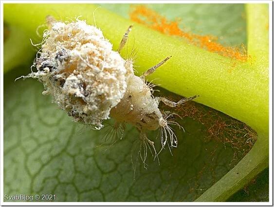 Zlatoočko Chrysotropia ciliata