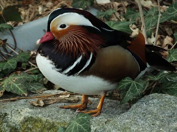 kachnička mandarinská - kačer