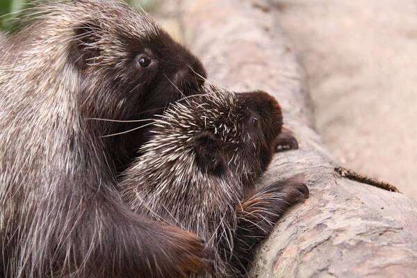 Wildlife Description, Biology and Information