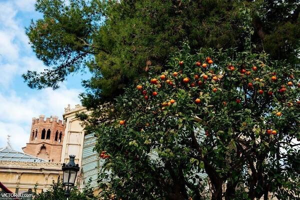 Mandarins in Barcelona