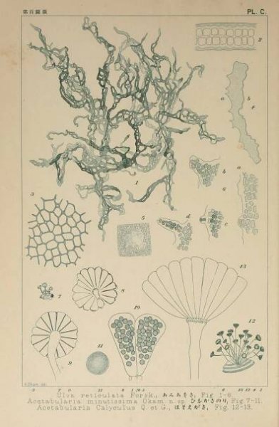 Acetabularia caliculus