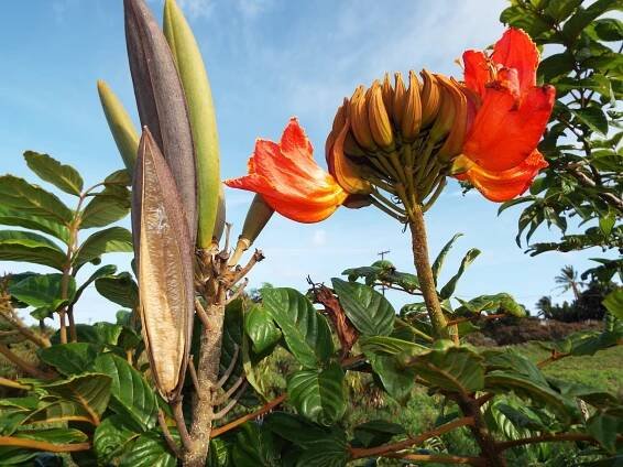 Спатодея тюльпановое дерево Spathodea campanulata