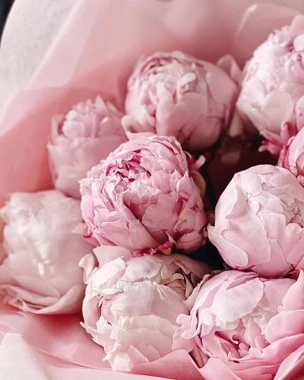 Light Pink peonies - Obrázek 6