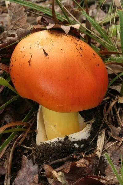 Amanita caesarea (muchomůrka císařka) | BioLib.cz