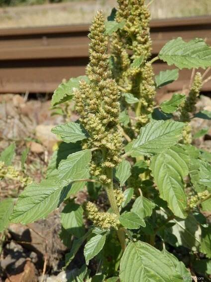 Laskavec zelenoklasý - Amaranthus powellii