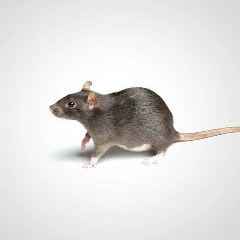Rattus-norvegicus-178852840