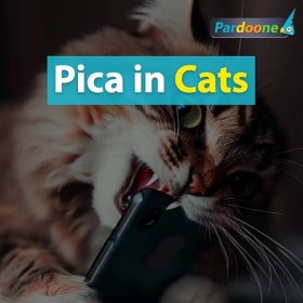 Pica in Cats – Symptoms and Treatment