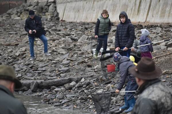 Candát, to je lahůdka. Při výlovu Olšovce jdou na dračku kapři i dravci