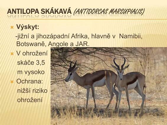 ANTILOPA SKÁKAVÁ (ANTIDORCAS MARSUPIALIS)
 Výskyt:
-jižní a jihozápadní Afrika, hlavně v Namibii,
Botswaně, Angole a JAR.
 V ohrožení
skáče 3,5
m vysoko
 Ochrana:
nižší riziko
ohrožení
 