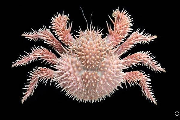Crab Database · Krabi