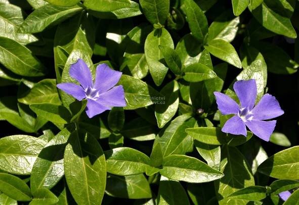 Vinca minor " Bowles Variety " - barvínek, brčál Zahradnictví Krulichovi - zahradnictví, květinářství, trvalky, skalničky