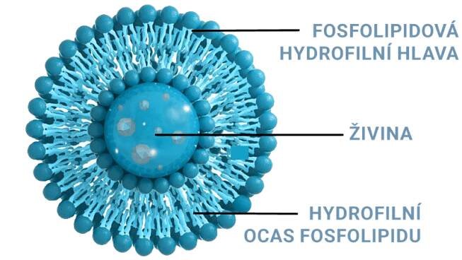 Co je lipozomální - Czech Virus