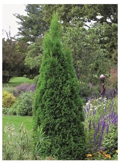 Thuja occidentalis Smaragd (výška 100–120 cm) - Zahradnictví Azalia
