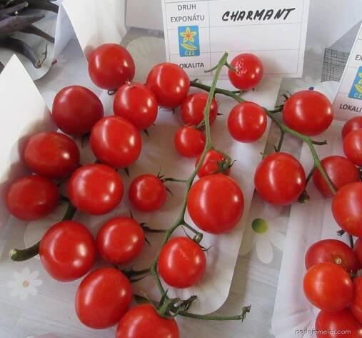 Lilek rajče Charmant (Solanum lycopersicum), plody, plodenství