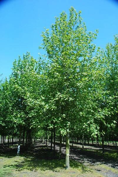 Platanus hispanica 'Malburg' product