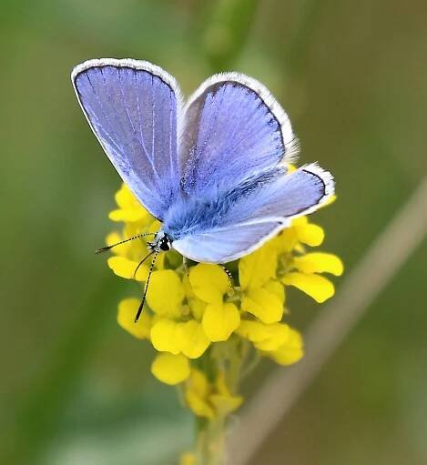 Polyommatus icarus. Common Blue.
