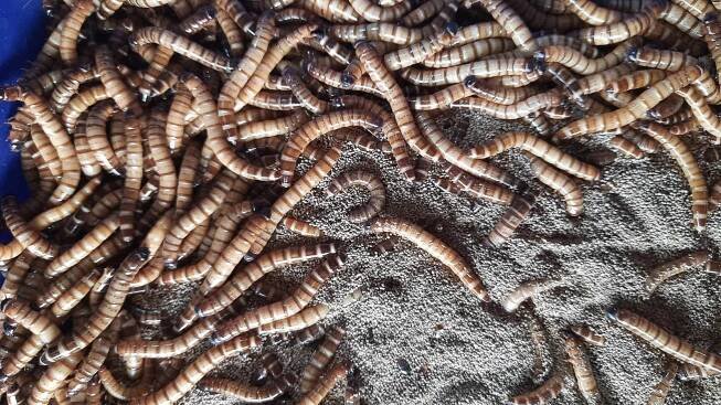 A blue container full of sandy material and countless worms digging through the sand