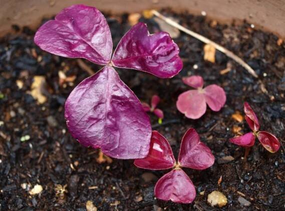 Oxalis květina (kyselá): pěstování, pěstování a péče doma, znaky a pověry
