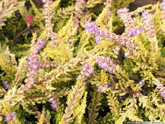 Calluna vulgaris vřes obecný Erica vulgaris