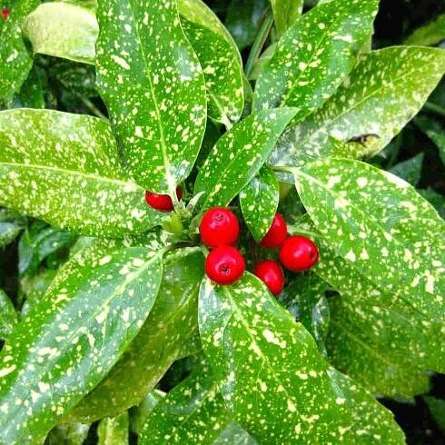 2 x Aucuba japonská - Aucuba Japonica 'Variegata' - 30-40 cm v kontejneru