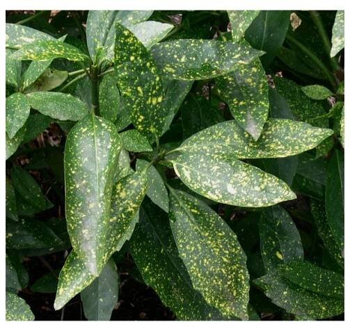 Aucuba japonica 'Variegata' - aukuba japonská