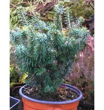 Jedle Balsamea Nana (Abies Balsamea Nana)