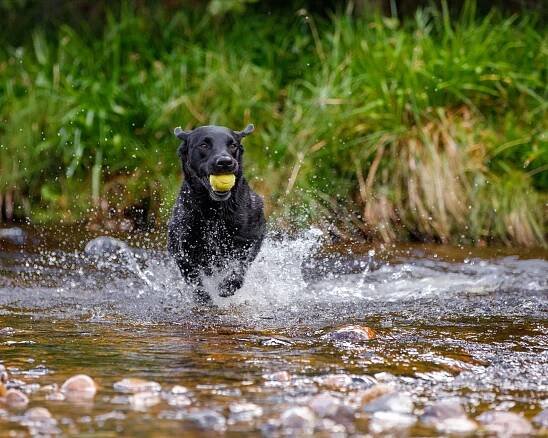 GB FTCh Riverview Farm Finalist "Brainy" - Riverview Farm Kennel - THE British Labrador Kennel -