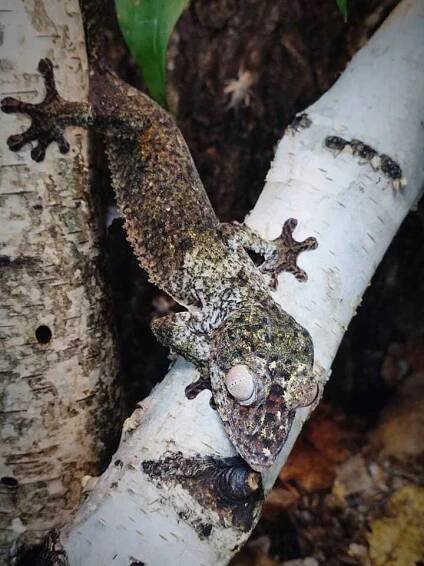 Uroplatus henkeli
